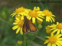 Zwartsprietdikkopje [Thymelicus lineola]